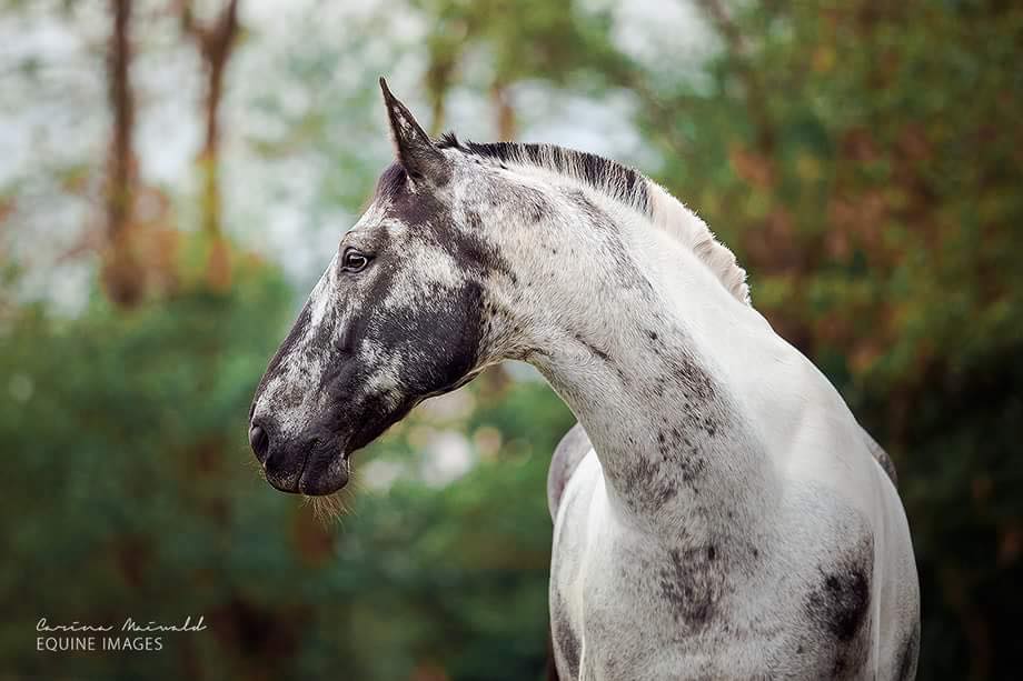 Grisu - Polish Warmblood Stallion